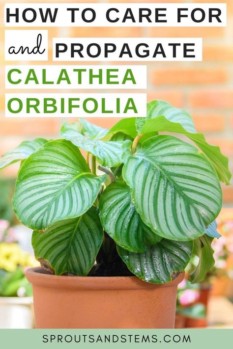 How to Care for and Propagate Calathea Orbifolia - Sprouts and Stems Calathea Orbifolia Plant Care, Calathea Orbifolia Care, Types Of Calathea Plant, Orbifolia Calathea, Calathea Plant Care, Calathea Varieties, Safe House Plants, Calathea Orbifolia, How To Water Succulents