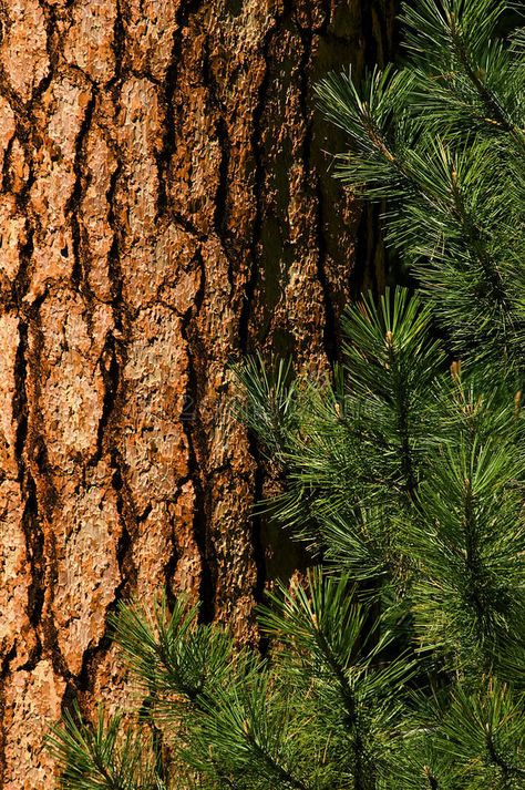 Ponderosa Pine. Closeup of Ponderosa Pine tree showing detail in the red, rough , #Sponsored, #tree, #showing, #Closeup, #Ponderosa, #Pine #ad Ponderosa Pine Tree, Wood Bench Outdoor, Tree Mushrooms, Tree Bark Texture, Details Aesthetic, Pine Trees Forest, Ponderosa Pine, Forest Photos, Gnome House