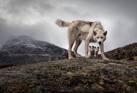 🔥🔥🔥 Mother wolf protecting her cubs 🔥🔥🔥 Wolf Core, Regard Animal, Wolf Love, Wolf Pictures, Beautiful Wolves, Wolf Spirit, Wild Dogs, Wolf Dog, Wolf Art