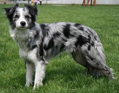 Border Collie Colour Genetics - Kielia Border Collies Border Collie Merle, Blue Merle Border Collie, Border Collie Colors, Merle Border Collie, Collie Breeds, Magnum Ice Cream, Australian Shepherd Blue Merle, Dog And Owner, Loving Relationship