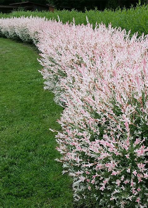 Shrubs For Landscaping, Fast Growing Shrubs, Dappled Willow, Men Bodies, House Landscaping, Lawn And Landscape, Front House, Garden Yard Ideas, Yard Design