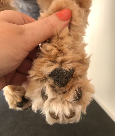 How To Groom A Dog At Home, Maltipoo Grooming, Dog Grooming At Home, Doodle Grooming, Yorkie Hairstyles, Dog Grooming Diy, Goldendoodle Grooming, Havanese Grooming, Grooming Hacks