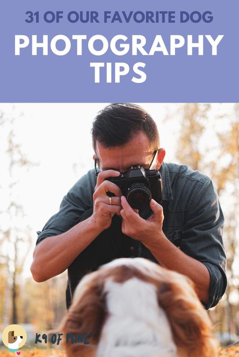 Learn how to snap the perfect shot of your pooch with our dog photography tips and tricks for newbies! #dogs #dogphotography #petphotography #photography Dog And People Photography, Simple Dog Photoshoot, Dogs Portraits Photography, Easy Dog Photography Ideas, Dog Photography Ideas With Owner, Puppy Photography Ideas, Dog Photoshoot Ideas With Owner, Photographing Dogs, Poses With Dogs