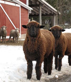 brown sheep Brown Sheep, Baa Baa Black Sheep, Counting Sheep, Domestic Animals, Sheep And Lamb, Farms Living, Hobby Farms, Black Sheep, Animals Friends