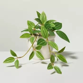 Hearth & Hand™ with Magnolia : Page 2 : Target String Of Hearts Plant, Faux Ivy, Ivy Plant, Hearth & Hand With Magnolia, Artificial Floral Arrangements, Ivy Plants, Artificial Potted Plants, Green Ivy, Artificial Greenery