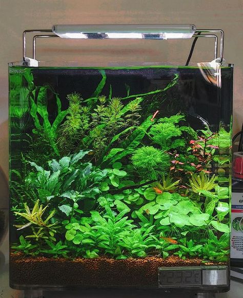 10 Gallon Fish Tank, Biotope Aquarium, Freshwater Aquarium Plants, Fish Tank Terrarium, Betta Fish Types, Cool Fish Tanks, Aquascape Design, Fish Tank Design, Betta Aquarium