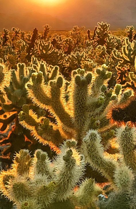 Cholla Cactus Garden-Joshua Tree Cholla Cactus Garden Joshua Tree, Cholla Cactus Garden, Desert Dessert, Cholla Cactus, Painting Inspo, Wolf Tattoos, Agaves, Cactus Garden, Joshua Tree