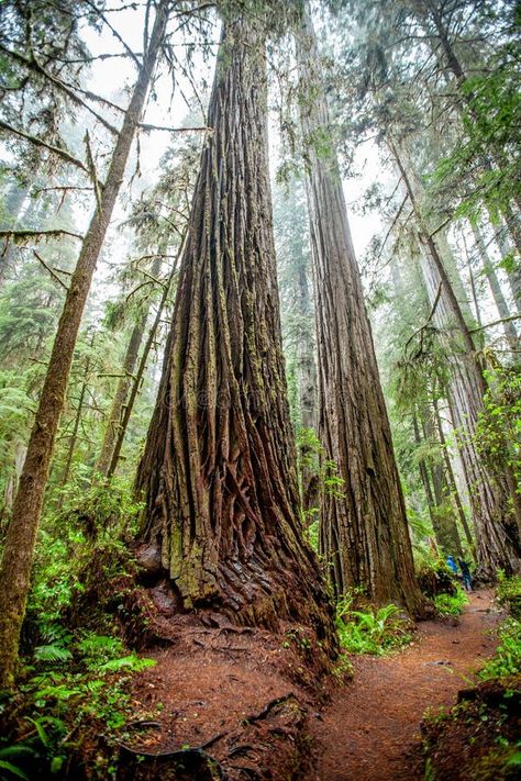 Beautiful redwood trees in Northern California stock photography Reaching For The Sky, California Redwoods, Redwood Trees, Redwood Tree, Redwood Forest, Usa States, Reference Photos, Northern California, Dream Room