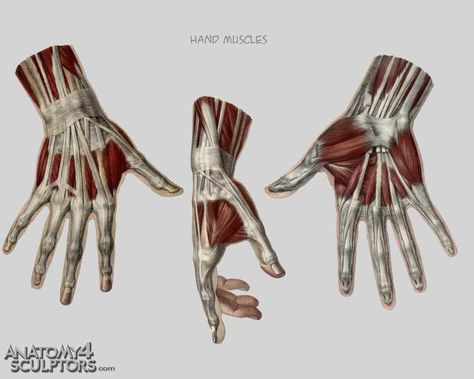 Hands ref Anatomy Books For Artists, Anatomy For Sculptors, Arm Anatomy, Human Anatomy Reference, Hand Anatomy, Anatomy Images, Hand Muscles, Human Anatomy Drawing, Muscle Anatomy