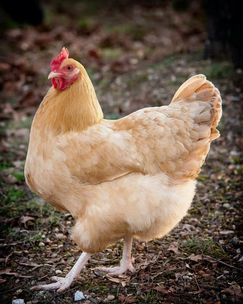 Buff Orpington Chickens: All You Need to Know About This Delightful Breed - Heritage Acres Market LLC Laying Hens Breeds, Chicken Colors, Buff Orpington Hen, Orpington Chickens, Buff Orpington Chickens, Fantasy Future, Chicken Coop Ideas, Chicken Roost, Buff Orpington