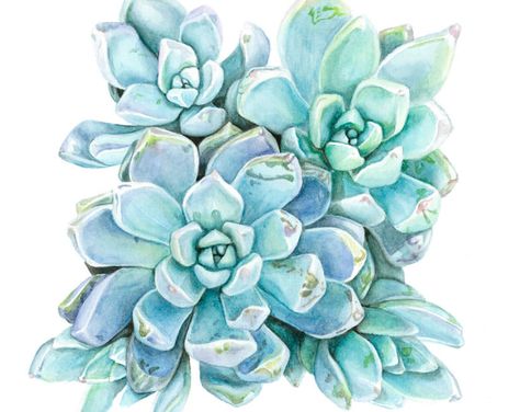 Succulent Watercolor, Succulents Drawing, Succulent Painting, Blue Succulents, Watercolor Succulents, Succulent Art, Illustration Botanique, Cactus Y Suculentas, Watercolor Inspiration