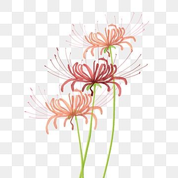 Flower Png Images, Red Spider Lily, Transparent Watercolor, Spider Lily, Remove Background From Image, Transparent Flowers, Fusion 360, Cartoon Flowers, Business Photos