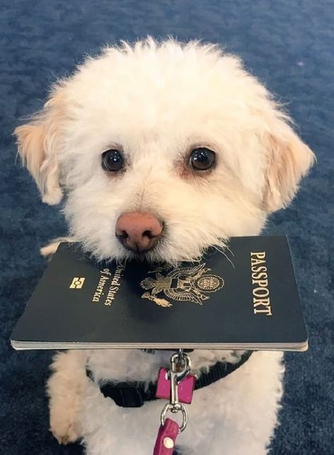 How Many People Travel with Pets? And how do you travel? - Pet Transport, Pet Resort, Pet Hotel, Los Angeles Hotels, Dog Pics, Dog Pets, Pet Friendly Hotels, Best Cruise, Traveling The World