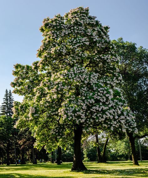 Catalpa care and growing guide: expert tips to follow | Catalpa Tree, Feature Tree, Trees For Front Yard, Flowering Tree, Dry Sand, Specimen Trees, Longwood Gardens, Deciduous Trees, Yellow Leaves