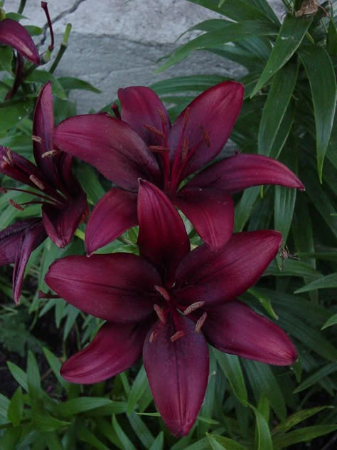 Pretty Plants Aesthetic, Cala Lillies, Purple Lilies, Red Lilies, Goth Garden, Gothic Garden, Backyard Flowers, Asiatic Lilies, Boquette Flowers