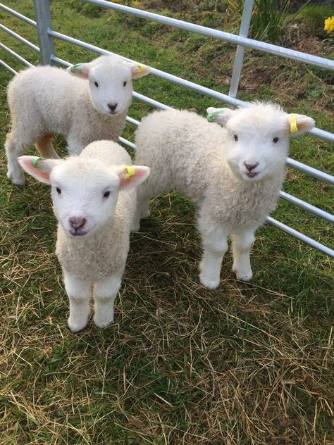 Dirty Lamb Gets Washed And Becomes Ultra-Fluffy - I Can Has Cheezburger? Baby Goats, Cele Mai Drăguțe Animale, Rasy Koni, Baby Farm Animals, Haiwan Lucu, Fluffy Cows, Baby Lamb, Baby Cows, Fluffy Animals