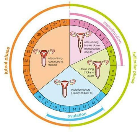 Helpful chart on understanding our menstrual cycles Menstrual Cycle Chart, Menstrual Cycle Calendar, What Is Ovulation, Fertility Calendar, Ovulation Calendar, Menstruation Cycle, Ovulation Calculator, Ovulation Cycle, Period Cycle