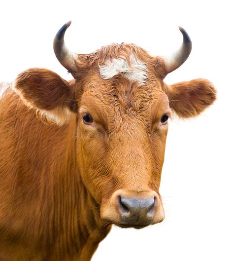 Head of cow, isolated. Red cow looks into camera, isolated over white , #AFF, #isolated, #cow, #Head, #white, #camera #ad Cow Photography, Cow Tattoo, Cow Photos, Wild Baby, Cow Pictures, Brown Cow, Fence Art, Cow Head, Cow Painting