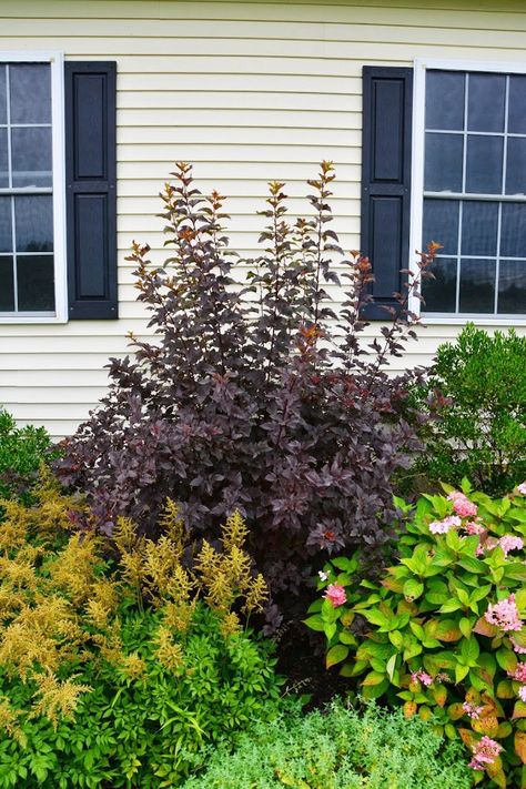 Diablo Ninebark Landscaping, Ninebark Companion Plants, Ginger Wine Ninebark Landscaping, Ninebark Tiny Wine, Ninebark Diablo, Summer Wine Ninebark Shrubs, Curbside Garden, Peach Landscape, Ninebark Shrub