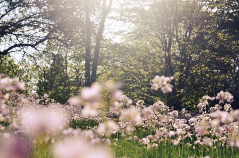 Cottagecore Vibes, All The Bright Places, Alam Yang Indah, Laptop Wallpaper, Computer Wallpaper, Nature Aesthetic, Cover Photo, What’s Going On, Flower Field