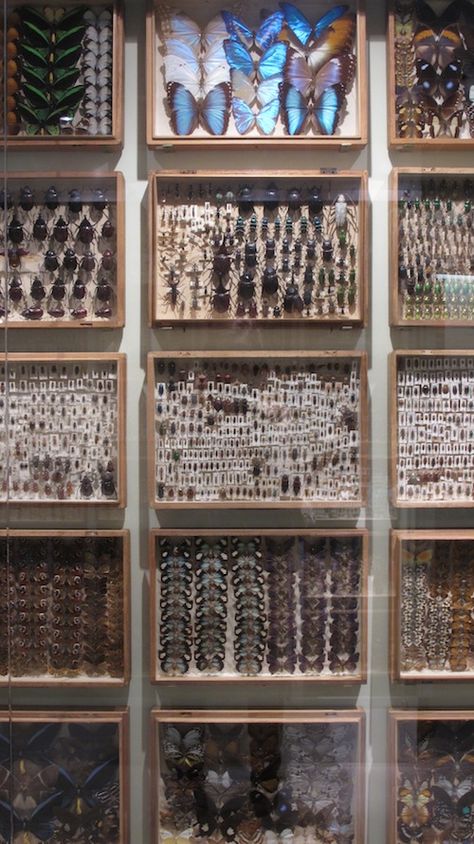 Beetle Collection, Entomology Collection, Travel Nyc, Insect Taxidermy, Bug Collection, Insect Collection, Cabinet Of Curiosities, Creepy Crawlies, Natural History Museum