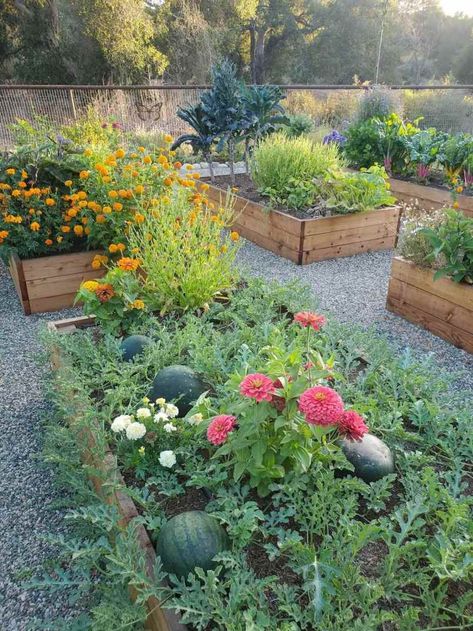 Flower And Veggie Garden Ideas, Chaotic Gardening, Flower And Vegetable Garden Combined, Garden Vision Board, Pretty Vegetable Garden Ideas, Community Garden Ideas, Summer Garden Vegetables, Watermelon Plants, Summer Vegetable Garden