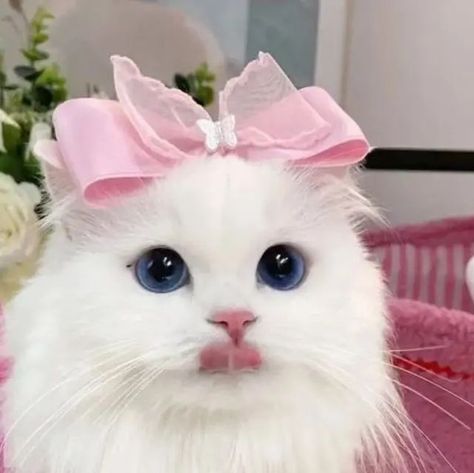 Cute Cat Pp, Pink Cat Pfp, Cute Pink Pfp, Kawaii Pfp, Airport Aesthetic, Cat Profile, Cats Photos, Cat Pfp, Kitty Love