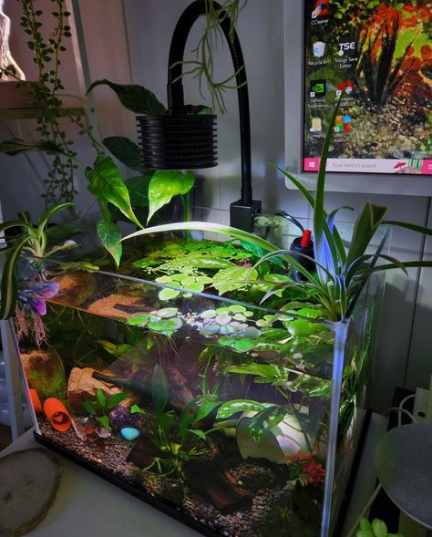 Betta Fish Tank Inspiration, Fish Tank Ideas Natural, Betta Fish Accessories, Proper Beta Fish Tank, Avatar Fish Tank, Pathos Fish Tank, Koi Fish Tank Ideas, Fishtank Setup Ideas, Big Fish Tank Ideas