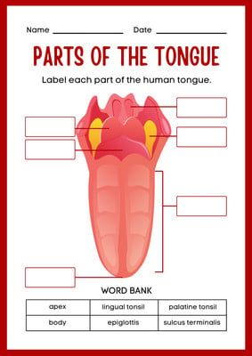 Parts Of The Tongue, Tongue Anatomy, Lingual Tonsils, Tongue Images, Crow Beak, Sense Organs, Human Tongue, Anatomy Education, Grade 2 Science