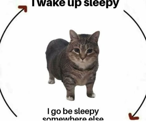 Silly Cats Pictures, I Wake Up, Cat Icon, Silly Animals, Funny Cute Cats, Silly Cats, Cats Meow, Izuku Midoriya, Literally Me