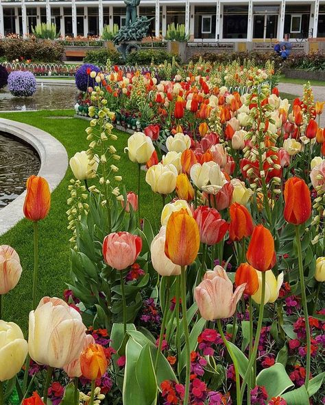 Tulip Landscaping, Flower Aesthetic Tulip, Sustainable Yard, Bulbs Garden Design, Tulip Aesthetic, Flower Garden Layouts, Amazing Landscaping Ideas, Aesthetic Gardening, Front Lawn Landscaping