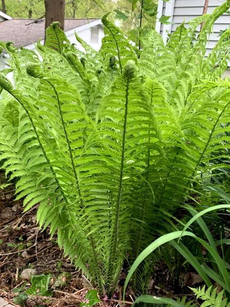 PRICES MAY VARY. Caring for Fiddlehead Ferns is relatively straightforward, and they can thrive in various growing conditions. Here are some essential care tips: Light: Fiddlehead Ferns prefer partial to full shade, though they can tolerate some morning sun or dappled sunlight. Protect them from direct afternoon sunlight, as this can scorch the delicate fronds. Soil: Plant Fiddlehead Ferns in moist, well-draining soil rich in organic matter. They prefer soil that is slightly acidic to neutral an Fiddlehead Fern, Full Sun Garden, Fiddlehead Ferns, Simple Garden, Deer Resistant Plants, Sun Garden, Border Plants, Fern Plant, Sandy Soil