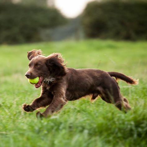 Best Medium Sized Dogs, Dog Breeds For Families, Medium Sized Dogs Breeds, Calm Dog Breeds, Family Dogs Breeds, First Pet, Different Dog Breeds, Boykin Spaniel, Unique Dog Breeds