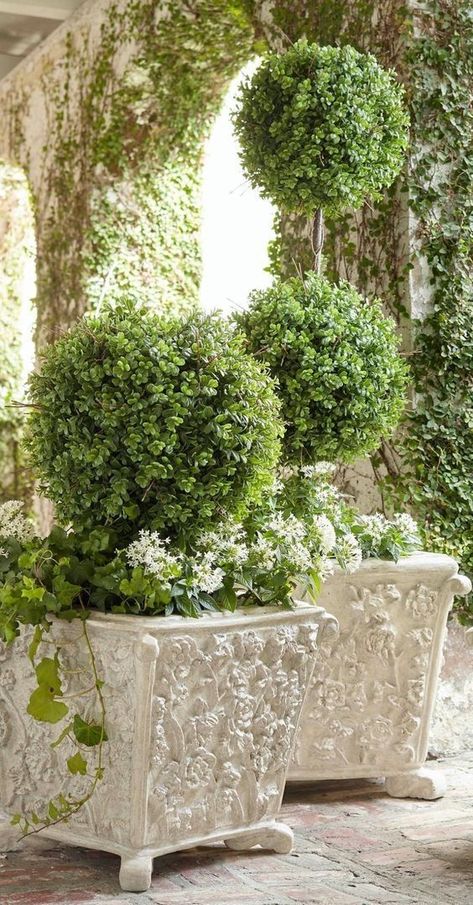 Plants Backyard, Truck Garden, Boxwood Garden, Trough Planters, Alpine Plants, Garden Types, Garden Containers, French Garden, Window Boxes