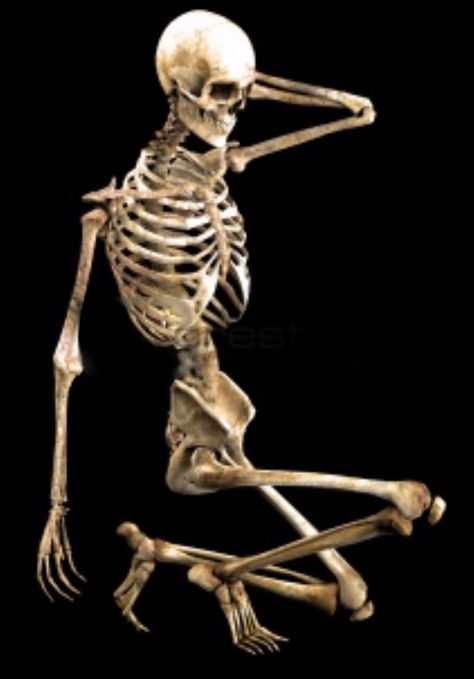 Skeleton Anatomy Reference Pose, Skeleton Squatting, Skeleton Gesture, Skeleton Kneeling, Skeleton Poses, Human Skeleton Anatomy, Human Muscle Anatomy, Anatomy Bones, Skeleton Anatomy