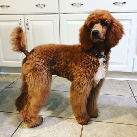 Poodle Styles, Standard Poodle Cuts, Moyen Poodle, Parti Poodle, Poodle Haircut, Red Tuxedo, Poodle Cuts, Red Poodles, Puppy Cut