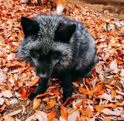 black fox Halloween theme aesthetic Black Fox Aesthetic, Fox Aesthetic, Fox Halloween, Black Fox, Halloween Aesthetic, Halloween Theme, Autumn Aesthetic, Black Bear, Halloween Themes