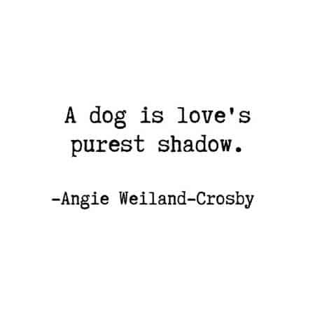 Quotes About Me, Best Dog Quotes, Quotes Sweet, Dog Mom Quotes, Puppy Quotes, Dog Quotes Love, Dog Quote, Me And My Dog, Dog Quotes Funny