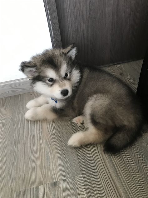 Heterochromatic Eyes, Caine Husky, Tiktok Mashup, Cute Husky Puppies, Baby Huskies, Puppy Dog Pictures, Cute Husky, Picture Wallpaper, Cute Small Animals