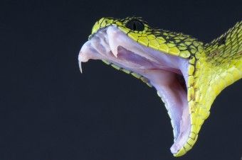 Bill Haast: The Snakeman Who Was Bitten Nearly 200 Times and Lived to Be 100 Viper Snake, Poisonous Snakes, Snakebites, Snake Venom, Snake Bites, Unique Animals, Exotic Pets, Amphibians, Venom