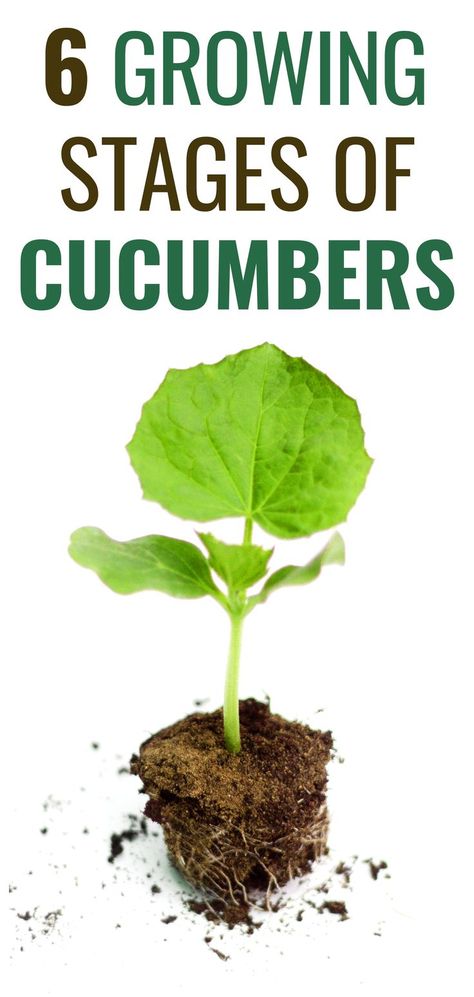 Growing Stages of Cucumbers Growing Cucumbers From Seed, Seeds Germination, Cucumber Gardening, Japanese Cucumber, Vegetable Harvest, Sowing Seeds, Cucumber Plant, Cucumber Seeds, Growing Cucumbers