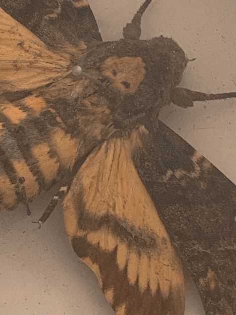 Very cool moth if i should say so myself #moths #deathsheadmoth #goblincore #cottagecore #bugs #insects Deaths Head Moth Aesthetic, Insect Moodboard, Moth Aesthetic Dark, Bugs Aesthetics, Moth Moodboard, Ty Core, Cool Moths, Goblincore Pfp, Bugs Aesthetic