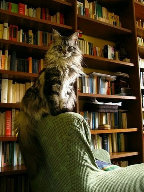 Library cat Bookstore Cats, Gato Grande, Image Chat, Forest Cat, Norwegian Forest Cat, Cat Books, Cat Sitting, Cats Meow, Maine Coon