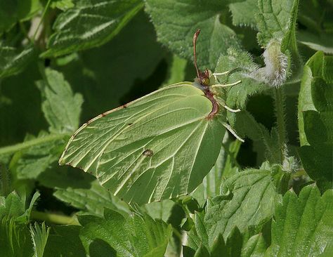 Gonepteryx rhamni Camouflage Animal, Butterfly Camouflage, Descendants Dr, Flying Flowers, Creature Feature, Bugs And Insects, Animals Of The World, Photography Techniques, Natural World