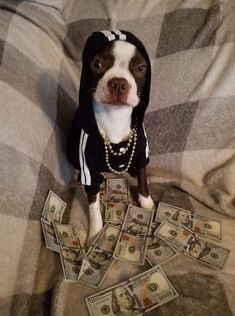 Funny Dog Pfp, Mob Boss Aesthetic, Swag Dog, Animal Pfp, Rich Dog, Boss Music, Cute Puppies Images, Funny Animal Images, Dog Match