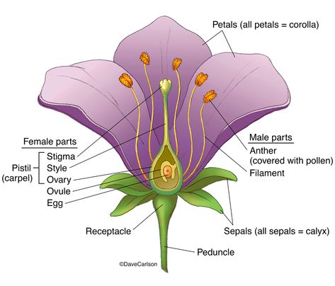 Botany | Carlson Stock Art Structure Of Flower, Reproduction In Plants, Flower Definitions, Female Parts, Veterinary Anatomy, Plant Reproduction, Flower Reproduction, Flower Anatomy, Plant Biology