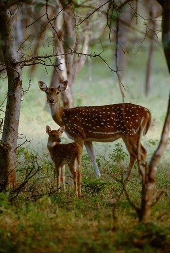 Matka Natura, Mule Deer, Manx, Sweet Animals, Animal Planet, Forest Animals, Animal Photo, Nature Animals, 귀여운 동물