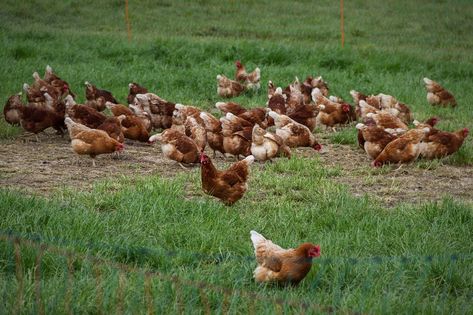 Chickens Egg Free Range, #Egg, #Free, #Range, #Chickens Poultry Farm, Backyard Farming, Chicken Farm, Free Range, Chicken Eggs, Egg Free, Organic Gardening, Free Pictures, Free Photo