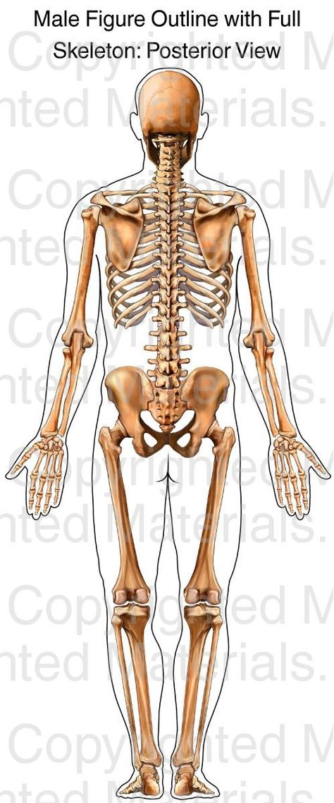 This medical illustration depicts a male skeleton from the posterior (back) view. There is an inked outline of the male figure around the skeleton. Figure Outline, Full Skeleton, Male Skeleton, Female Skeleton, Skeleton Body, Body Bones, Anatomy Bones, Skull Anatomy, Skeleton Anatomy