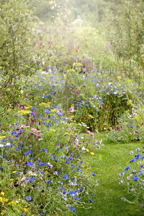 Front Yard Garden Design, Grandmas Garden, English Cottage Garden, Garden Cushions, Wildlife Gardening, Wildflower Garden, Front Yard Garden, Landscaping Plants, Colorful Garden